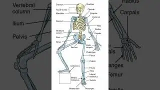 Musculoskeletal system