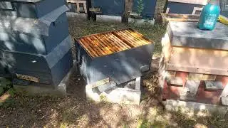 Tratament antivaroua , antivaros , inovativ - Dar si periculos sau riscant