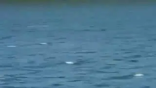 Northern Resident Orcas