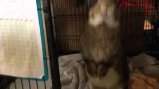 Heff The Friendly Giant Bunny