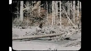 What If Bigfoot Isn&rsquo;t an Animal? The Data Tells a Different Story&hellip;