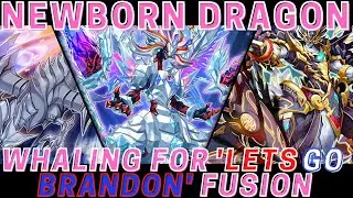 NEWBORN DRAGON - New Selection Pack, Story Mode and More! | Yu-Gi-Oh! Master Duel Update & Opening