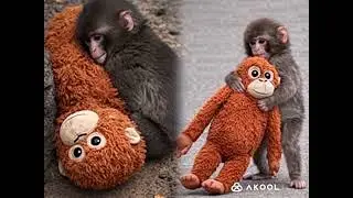 Cutest Viral Monkey in Japan &ndash; Punch Hugging His Favorite Toy!