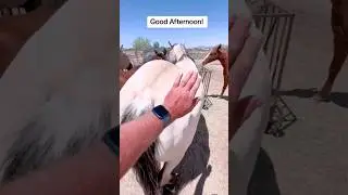 Just Casually Trying To Get Kicked By a Horse... 🤣 #viral #horse #shorts #tiktok #funny