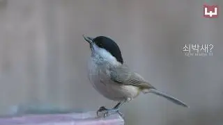 New marsh tit | Drinking cold water | Bird watching | 2026년 첫번째 탐조