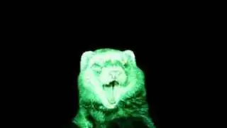 Dancing Ferret