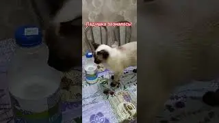 Зазналась!🐈🍶🍯