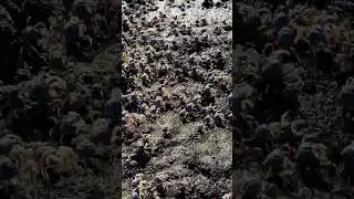 The Crab Army! Thousands of Soldier Crabs Marching on the Beach