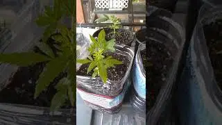 Growing medical weed Jed Green GreenBoys