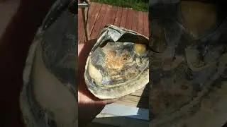 a Sea Shell washed up from a Storm. for sale😁