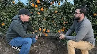 Inarching Citrus Trees (multiple rootstocks)