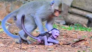 Monkey Family Shows Amazing Parenting Skills in Nature