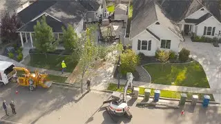 Hazard Tree Removal by Bundy's Tree Service in Redding, CA