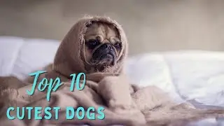 Top 10 Cutest Dog Breeds of 2023
