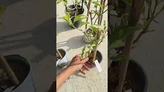 Bougainvillea Online Shopping ।।#bougainvillea #plants #purchase #garden #shorts