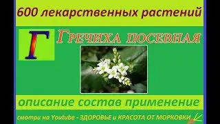 гречиха посевная 600 лекарственных растений