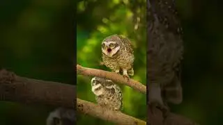 The Mysterious Night Hunter &ndash; The World of Owls! #short #owls #wildlifephotography