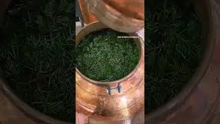 Juniper Hydrosol, Wilder North Botanicals