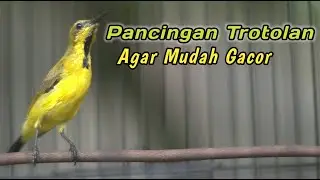 PANCINGAN PENGGACOR SOGON AGAR CEPAT NEMBAK NGKLEPER‼️CUIT CUIT CERR BIKIN SOGONMU RESPON NAIK EMOSI