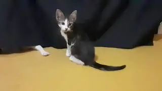 Funny Kittens on Stage 😂🐾 | 1 Hour of Adorable Cat Theater Play
