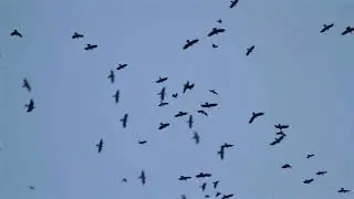 Crow Meditation - Relaxing Guided Meditation Sleepy Time Soothing Sounds