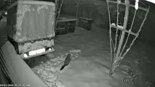 Marder im Schnee