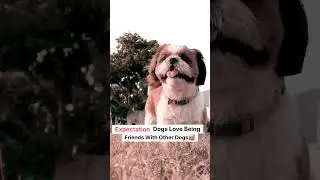 @ShihTzu_Diaries #youtubeshorts #shitzulove #pets #shorts