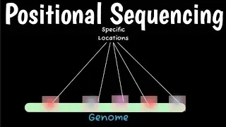 Positional Sequencing | PBSH | Sequencing By Hybridisation |