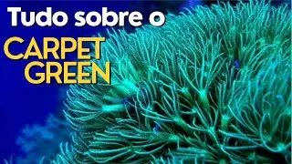 Coral Carpet Green | Coral fácil para Aquário Marinho