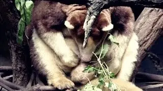 Zoo