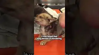Finding home the touching journey of an abandoned #shortvideo #dog#shorts#healing