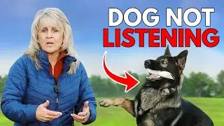 4 Tricks Dog Trainers Use to Calm Dogs