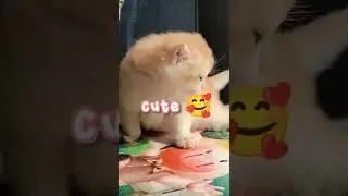 Si Mpus Lucu Buanget😻😹