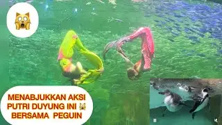WOW AMAZING MERMAID & PEGUIN ACTION
