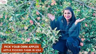 Apple Picking|| My First Experience|| Apple Farm|| Pick your own apple fruit|| USA|| America|| 