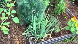 Come take a walk around my zone 10a spring garden! Things are happening! #florida #zone10a