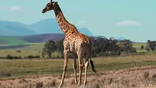 4k Animals Video  | Ultra HD Animals Video 2023 EP-3