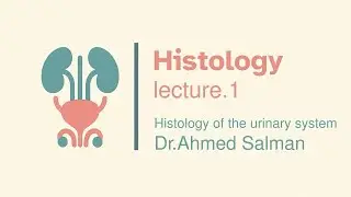Histology of the Urinary system