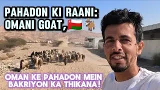 Omani Bakri Paalne ke Fayde: Pahadon ki Raani 🐐 | Omani Goat Farming #OmaniGoat #Shorts #Vlog