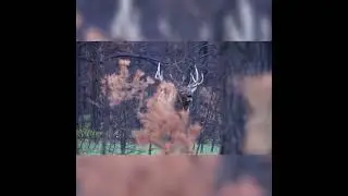 Wild Animal Hunting Gun Games