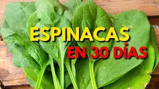 Cosecha ESPINACA en 30 d&iacute;as🌱/el cultivo m&aacute;s r&aacute;pido.