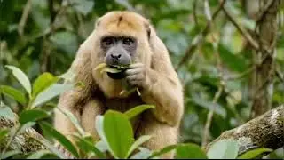  🦅 Death from Above! Eagle's Incredible Hunt for Monkey 🐒