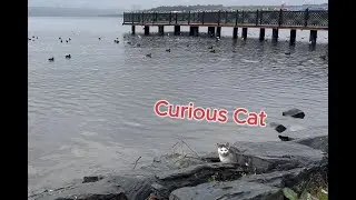 A Curious Cat in Lake -  A Serene Lake with Seagulls and Wind #asmr #cat
