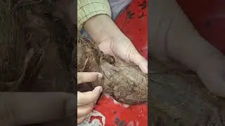 Heart demo (part 1)