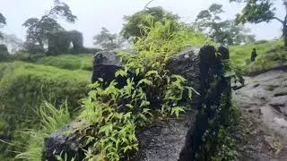 Karnala Fort ( Top hill view)  Beauty of nature top of the Hills....