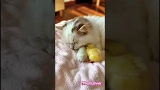 When a Cat Cries and a Chick Comforts Her #hearttouching #awwanimals