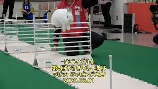 【トライアル】第6回うさぎのしっぽ杯・ラビットホッピング大会＠横浜産貿ホール（2020.02.01）