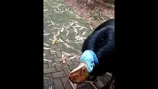 Scary Cassowary Sounds
