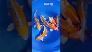 Wada mix coming to Elarduskoi