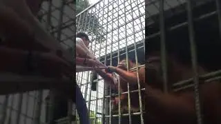 Большой Братан столкнулся с Кинг-Конгом!!